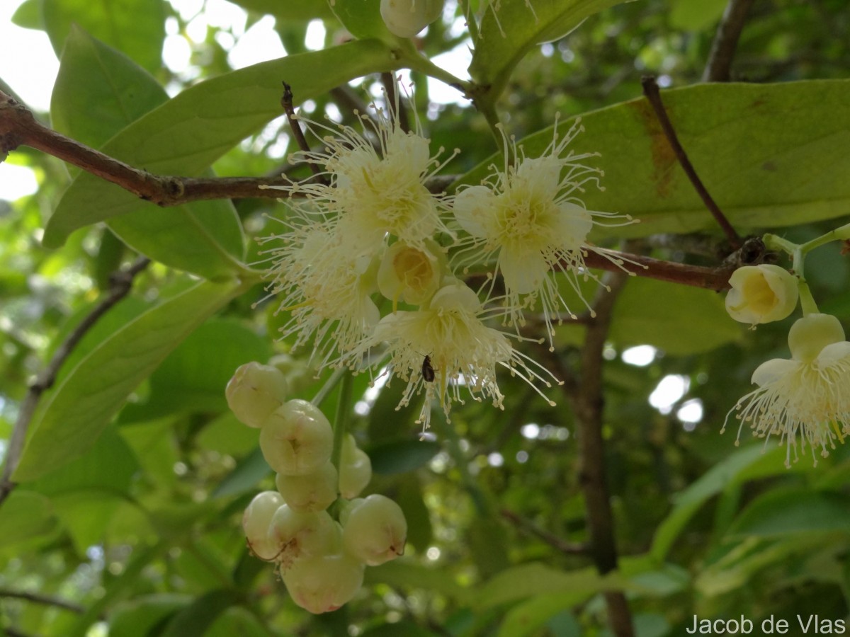 Syzygium samarangense (Blume) Merr. & L.M.Perry